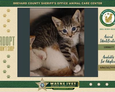 Lacy - Domestic Short Hair Mix Female Cat for Adoption