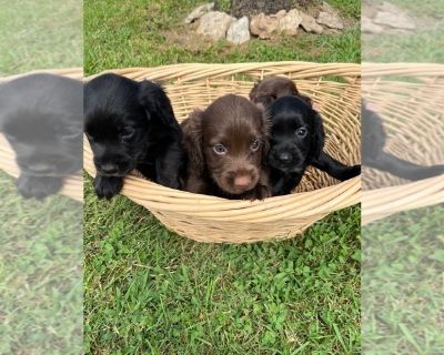 Litter of 4 - Cocker Spaniel Male Puppy for Sale