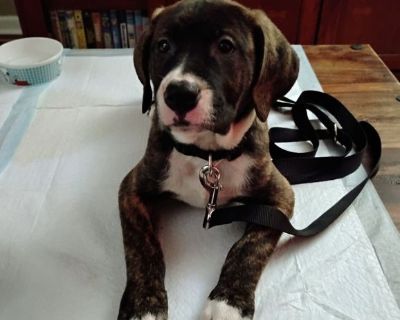 American Bulldog/Cane Corso/Presa Canairo  Mix Puppy