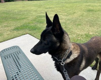 Barron - Belgian Shepherd / Malinois Male Dog for Adoption