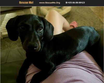 Nola - Female Puppy Dachshund mix for Adoption