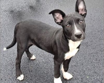 Z Meet Boo - Your Sweet Little Shadow! Looking for a fun, friendly pup to light up your life? Say hello to Boo! This 15-week-old, 17 lb mixed-breed boy is growing into one handsome, shiny-coated heart-stealer with adorable white markings. Boo is the total package - dog- and kid-friendly, and he's even polite with cats (though he may try to play with them like a typical puppy!). He's full of pla...