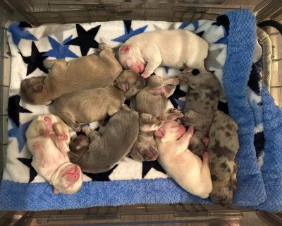 4 Male and 4 Female French Bulldog Puppies for Sale