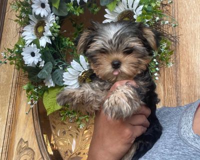 1 Female Yorkshire Terrier Puppy for Sale