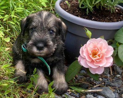 3 Male Standard Schnauzer Puppies for Sale