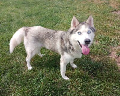 Annie - Husky Female Dog for Adoption