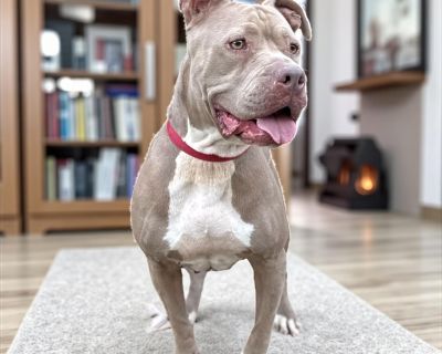 Rescue From Texas Sweet Terry was rescued at the last moment from a kill shelter. Terry is 2 years old and weighs 55 pounds. Terry loves people of all ages. She is very affectionate, loving and a wonderful girl. Terry is crate-trained and housetrained. She doesn t cause any damage at home and so great with people. Unfortunately, Terry doesn t always get along with other dogs, so she must be the...