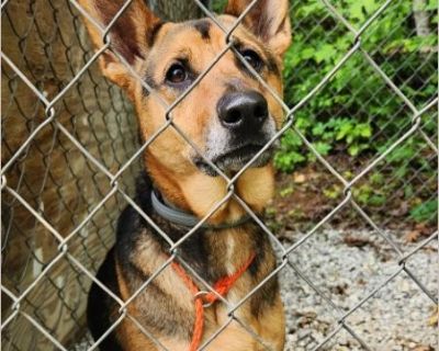 Lucy - Female Puppy Australian Kelpie mix for Adoption