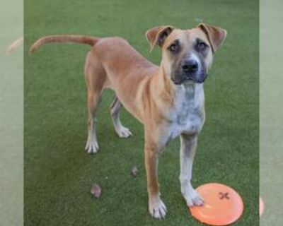 Adult * Location Waco, TX, 76706 USA USA *. Dog Breed: Australian Cattle Dog/Blue Heeler / Mixed (medium coat). What a guy! Miles Booker is a 39-pound Australian Cattle Dog Mix with some puppy energy. He loves to frolic in the playpen and play with toys. He can t get enough attention but will settle down when he grows up a little more! Physical Attributes Coat Length: Medium Additional Informat...