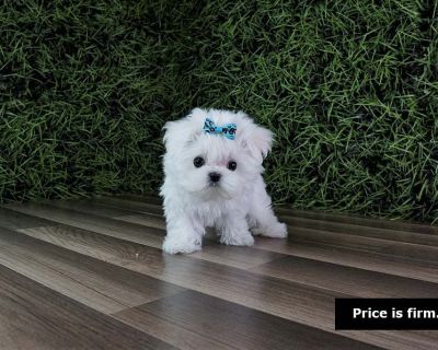 Name: Unreal
Age: 10 weeks
Sex: Male
Breed: Teacup Maltese
Appr wt at maturity: 3 lbs
Vaccination/Deworming: Up-to-date
Hypo-allergenic : Yes
1 year health guarantee

We have two locations!
Fullerton, CA (714) 900-0400
Las Vegas, NV (702) 600-4747 (Text Only)

check out our website : www.topdogpuppies.com
for highest quality puppies: @topdogpuppies IG