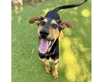 Oli - Mixed Breed (Small)/Mixed Breed (Medium) Mix Male Puppy for Adoption