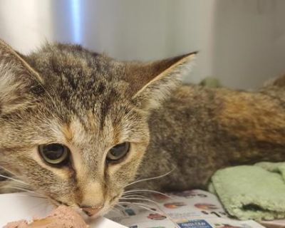 Primary Color: Brown Tabby Weight: 10.8lbs Age: 5yrs 11mths 3wks Animal has been Spayed. Health Vaccinations up to date, spayed / neutered.. Adult Female Medium