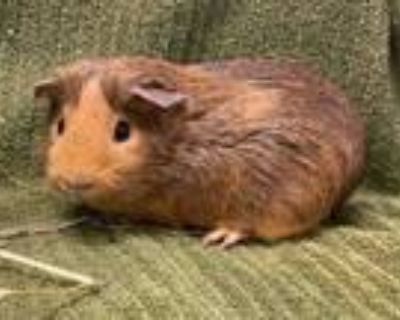 Adopt WEEBLE a Guinea Pig