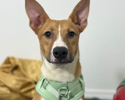 Stitch - Carolina Dog & Labrador Retriever Mix Male Puppy for Adoption