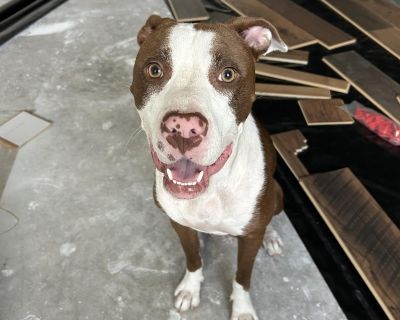 Aurora - Pit Bull Terrier & Labrador Retriever Mix Female Dog for Adoption