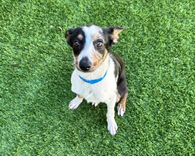 Kodiak is a 6-month-old mixed breed who weighs around 11 lbs and brings pure joy everywhere he goes. He's house-trained, crate-trained, and gets along well with other dogs, especially ones of his same size. One of the first things you'll notice is his signature run-he's lightning fast, but half the time he hops like a little bunny, which only makes him more irresistible. He's always ready to ma...