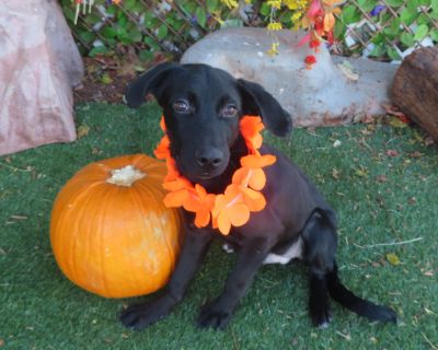 Boo is a 6 month old, 21 pound Lab mix PUPPY! Adoption fees are $60 or $30. OKC Animal Welfare is open for adoptions from 12-5:00 Tuesday through Saturday. The shelter is at 2811 S.E. 29th St., phone # 405-297-3100. The dog/cat adoption fee includes spay or neuter, MICROCHIP, age-appropriate shots and health check. Use pet's ID # when inquiring.. Puppy Male Medium