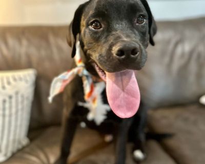 Joey R Little Guy - Black Labrador Retriever & Boxer Mix Male Dog for Adoption