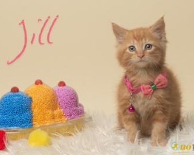 Meet Jill, an 8-week-old female orange tabby kitten whose vibrant, striped coat sparkles like a golden sunrise! This tiny dynamo is full of spunk, her emerald eyes gleaming with curiosity as she darts after feather toys or wrestles with her brother Jack in playful delight. At just 8 weeks, Jill's boundless energy lights up any room, her orange tabby swirls twirling as she bounds through her adv...