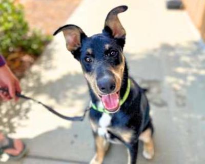 Bangalore - Shepherd (Unknown Type)/Doberman Pinscher Mix Male Dog for Adoption