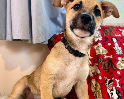 Rafael Ninja Turtles - German Shepherd Dog & Labrador Retriever Mix Male Puppy for Adoption