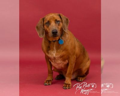 Beni - Basset Hound-Redbone Coonhound Mix Male Adult Dog for Adoption