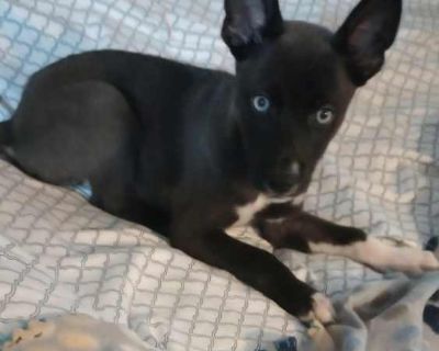 MILA DAISY - Husky/Catahoula Leopard Dog Mix Female Puppy for Adoption