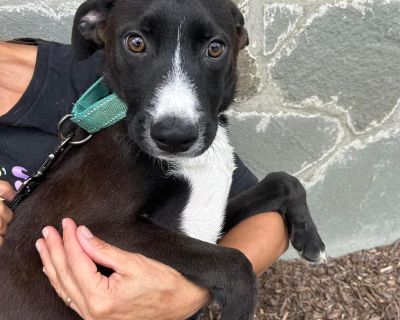 Rooney Tunes - Border Collie & Labrador Retriever Mix Male Puppy for Adoption