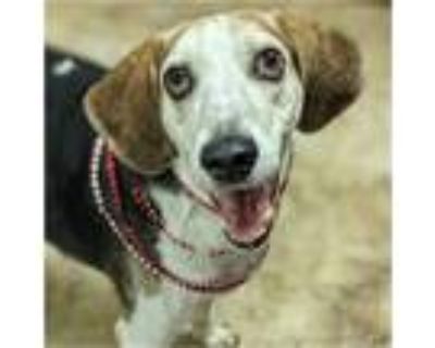 Adopt Tom Petty a Tricolor (Tan/Brown & Black & White) Beagle / Mixed dog in