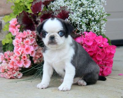 Daisy - 6 Weeks Female Pug Puppy for Sale