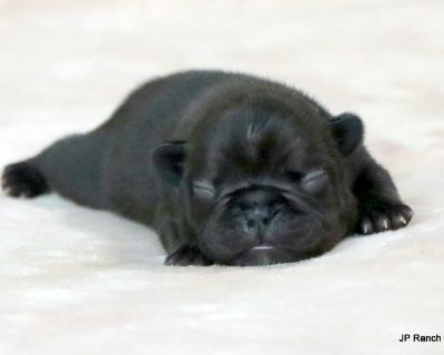 AKC - Female French Bulldog Puppy for Sale