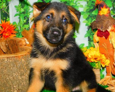 *^*CALL FOR APPOINTMENTS PLEASE: "Susan" 773-327-2050*^* Sorry. SOLD.    Family raised with kids. Bred for Family LOVING and PROTECTION. Extremely Intelligent.Breeding for OVER 4 Generations. Drop Dead Gorgeous German Shepherd PUPPIES.