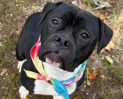 Primrose - American Bulldog Female Dog for Adoption