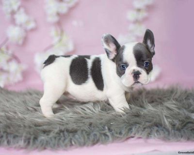 Georgia - French Bulldog Puppy For Sale in Michigan