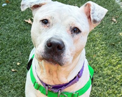 Missy - Pit Bull Terrier Female Dog for Adoption