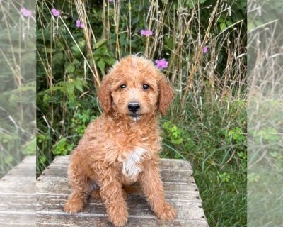 Lily - Goldendoodle (Miniature) Female Puppy for Sale