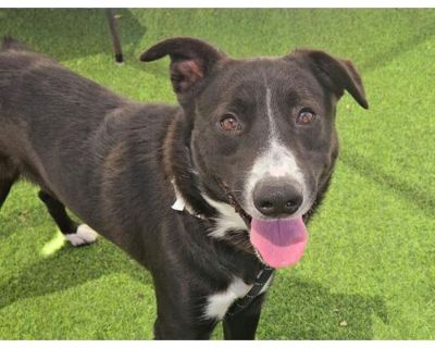 TOBIAS - Border Collie Male Dog for Adoption