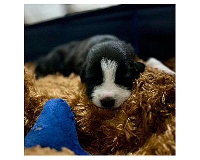 Raven - Catahoula Leopard Dog/Mountain Cur Mix Male Puppy for Adoption