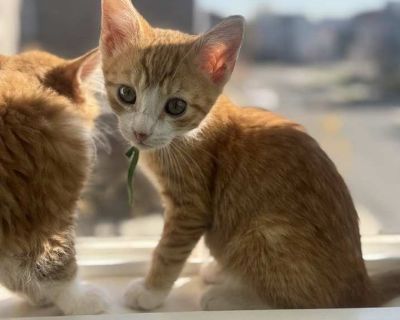 Monarch - Domestic Shorthair Male Kitten for Adoption