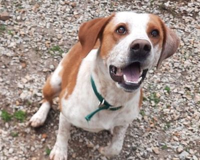 Gregory - Pointer & Hound Mix Male Dog for Adoption