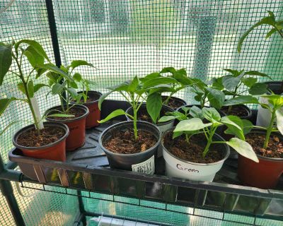 Jalape os and California Green Bell Peppers