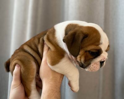 Mini Rare English Bulldog Puppies Las Vegas NV