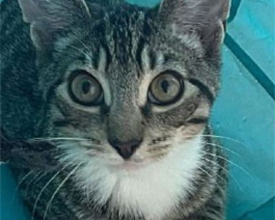 Crouton Kitten - Domestic Shorthair Male Cat for Adoption