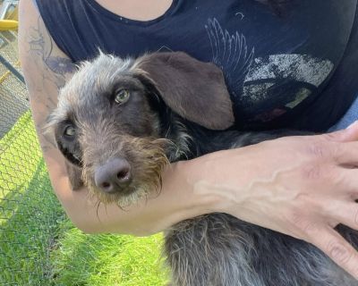 JJ (Lancaster - German Wirehaired Pointer Mix Male Dog for Adoption