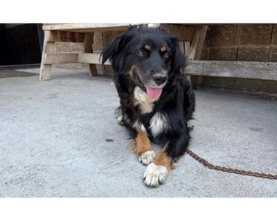 KIMY - Australian Shepherd Female Dog for Adoption