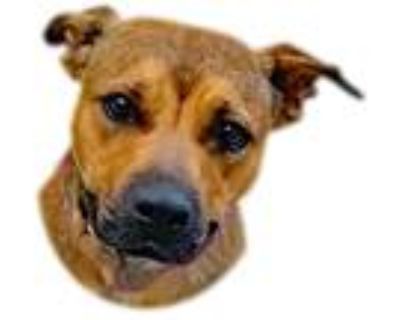 Adopt Beaver a Brown/Chocolate - with White Pit Bull Terrier / Mixed dog in