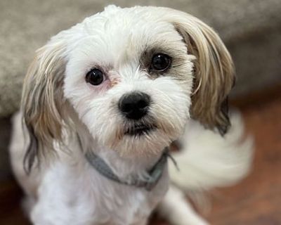 Sprocket! - Shih Tzu Male Dog for Adoption