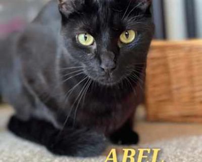 PLEASE READ ALL OF THE FOLLOWING INFORMATION BELOW. IT WILL ANSWER ALL YOUR QUESTIONS. If you still have questions after, we are happy to respond through email. It is a long read and a long adoption process. Please understand we are ensuring that our babies go to great homes and we don't know you personally (yet). Understand that this is an adoption of a beautiful little soul that deserves the ...