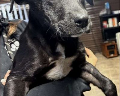 Maverick is a 3 month old 20 lb male that is likely a Lab/Pit Bull mix. The fur is a little longer than just a Pit Bull. He is very sweet and came with 2 other siblings! The current adoption fee includes neutering him at 6 months of age by our veterinarian and he will receive all boosters he still needs and also microchipped! He deserves a loving home! home! If you are interested in meeting or ...