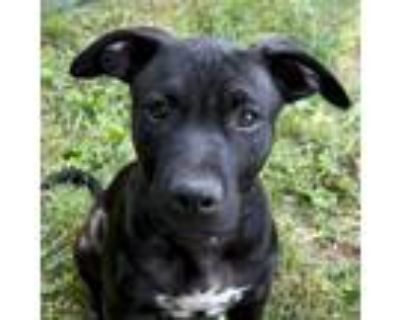 Adopt Dice 0323 a Black Labrador Retriever, Terrier